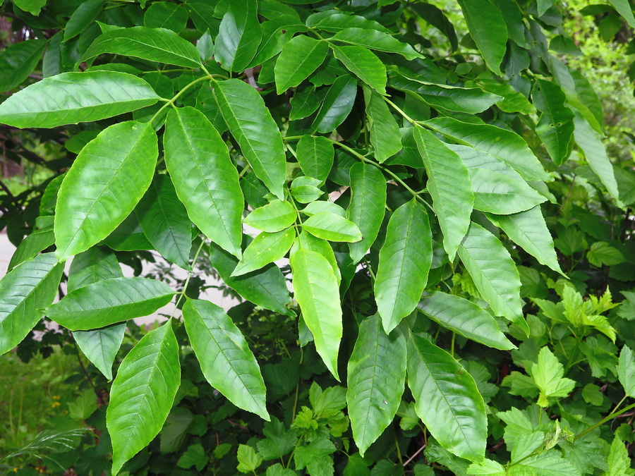 Image of Fraxinus pennsylvanica specimen.