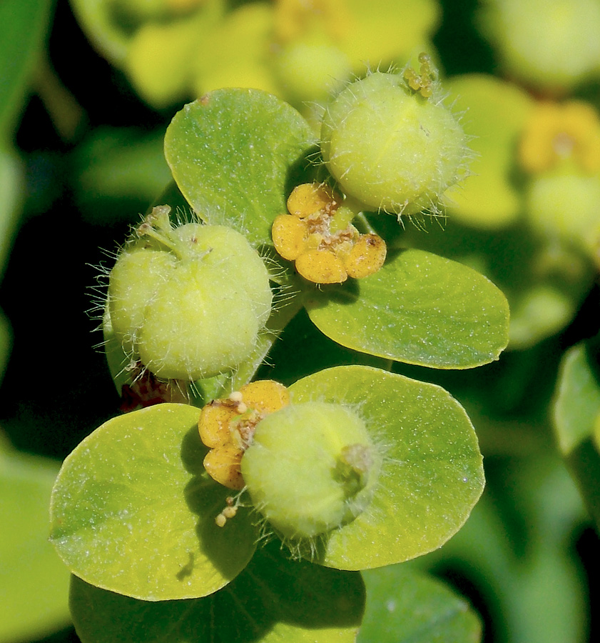 Изображение особи Euphorbia tauricola.