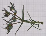 Euphorbia retusa