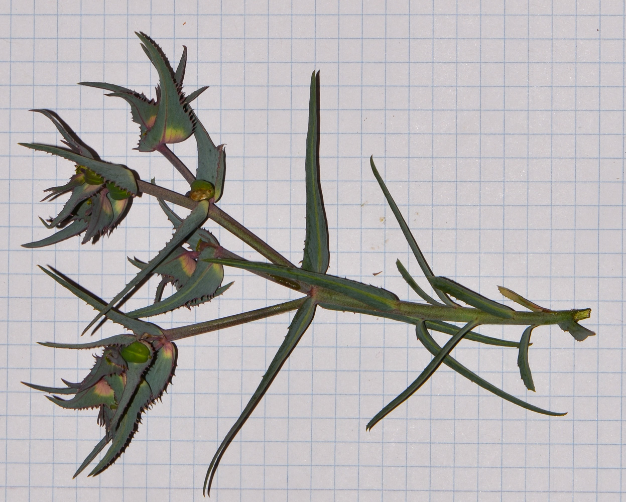 Image of Euphorbia retusa specimen.