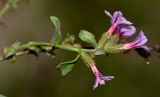 Plumbago europaea