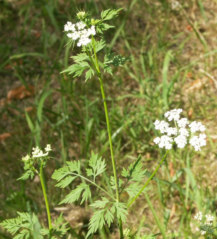 Изображение особи Aethusa cynapium.