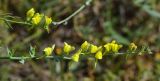 Linaria genistifolia