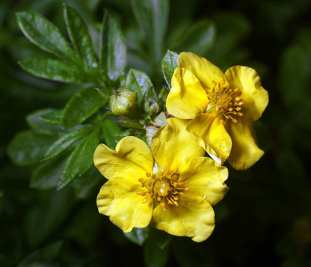 Image of Dasiphora fruticosa specimen.