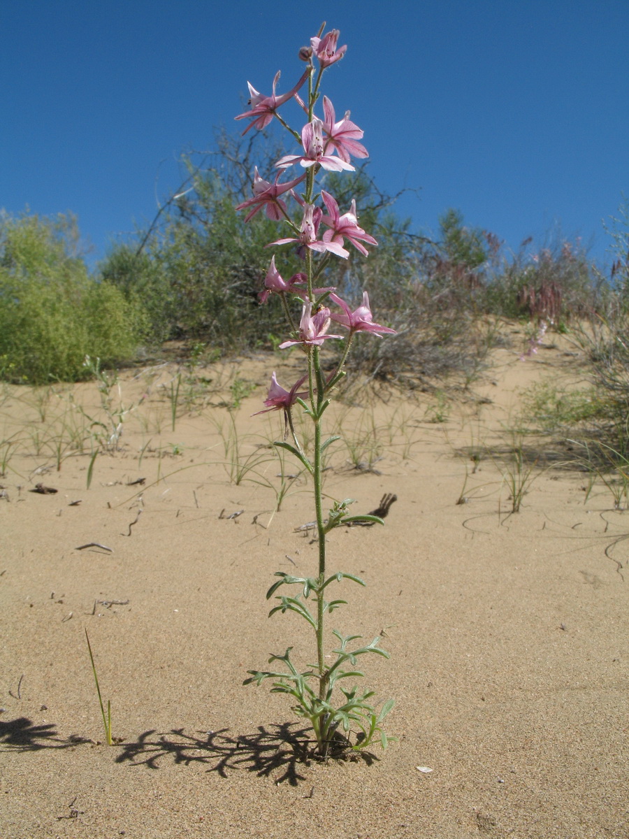 Image of Delphinium camptocarpum specimen.