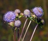 Succisa pratensis