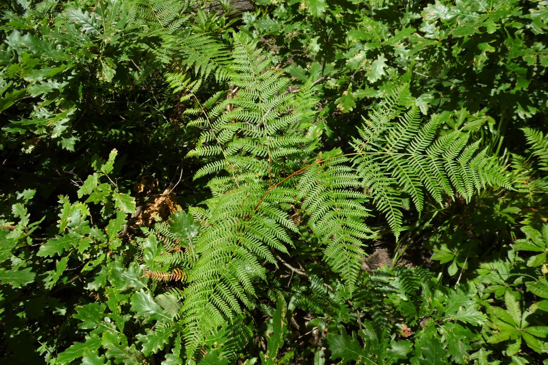 Изображение особи Pteridium aquilinum.