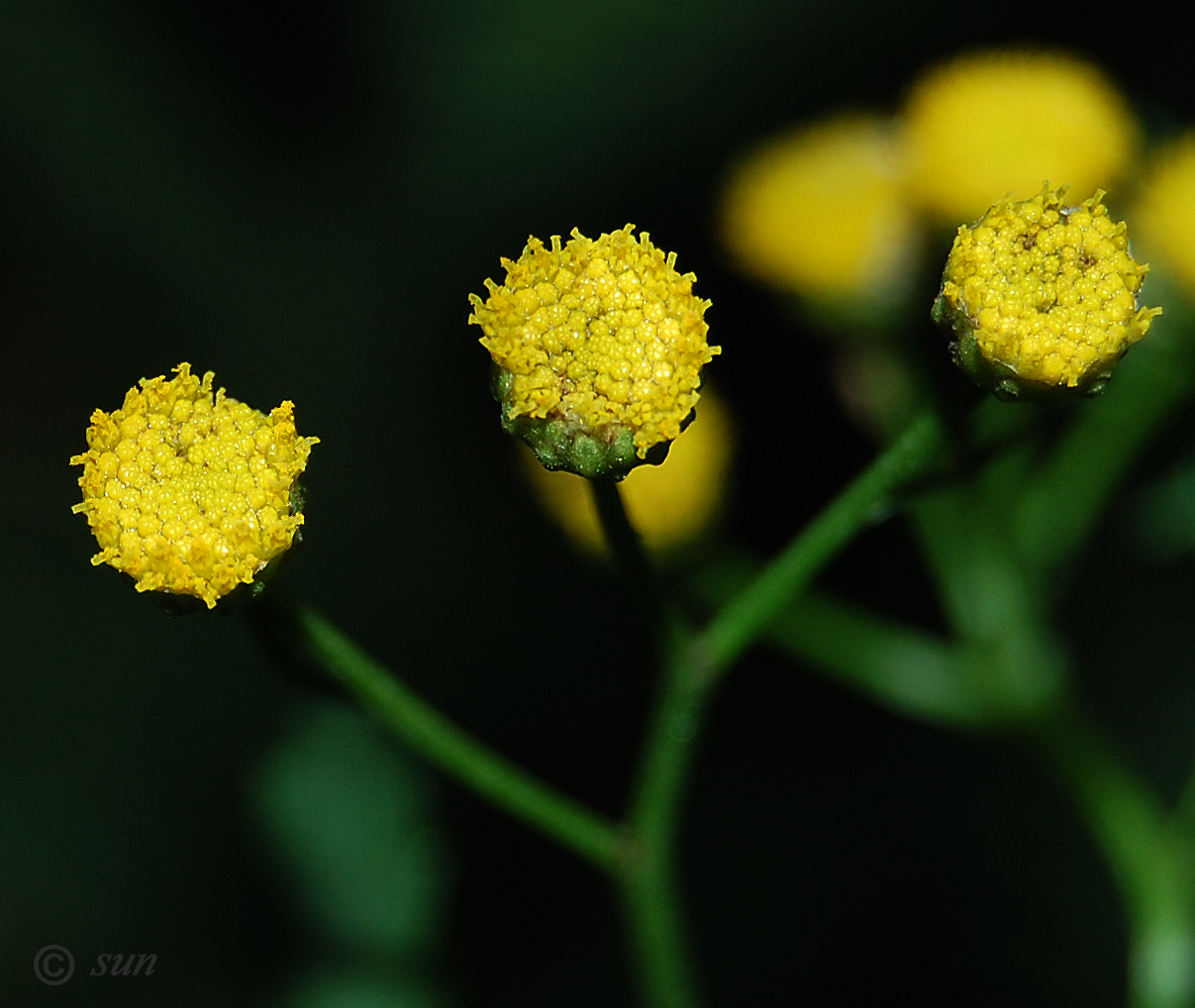 Изображение особи Tanacetum vulgare.