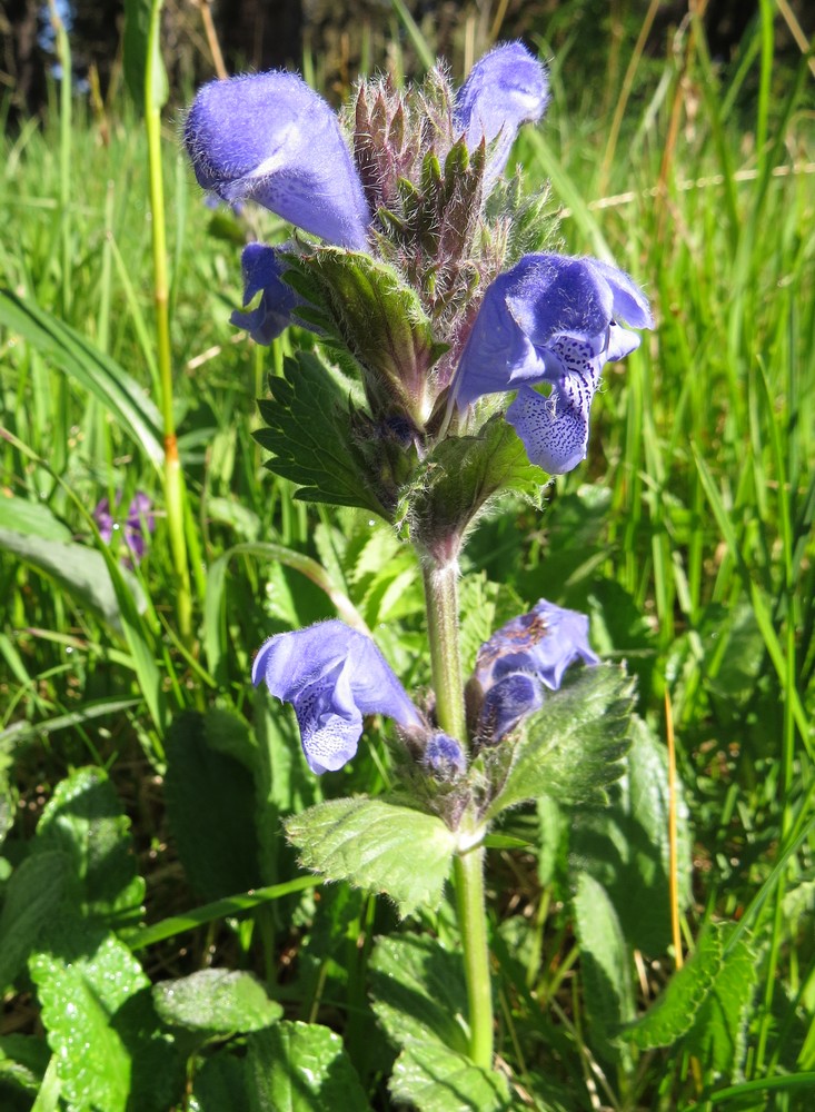 Изображение особи Dracocephalum grandiflorum.