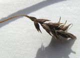 Carex tristis