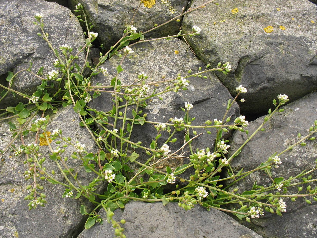 Image of Cochlearia danica specimen.