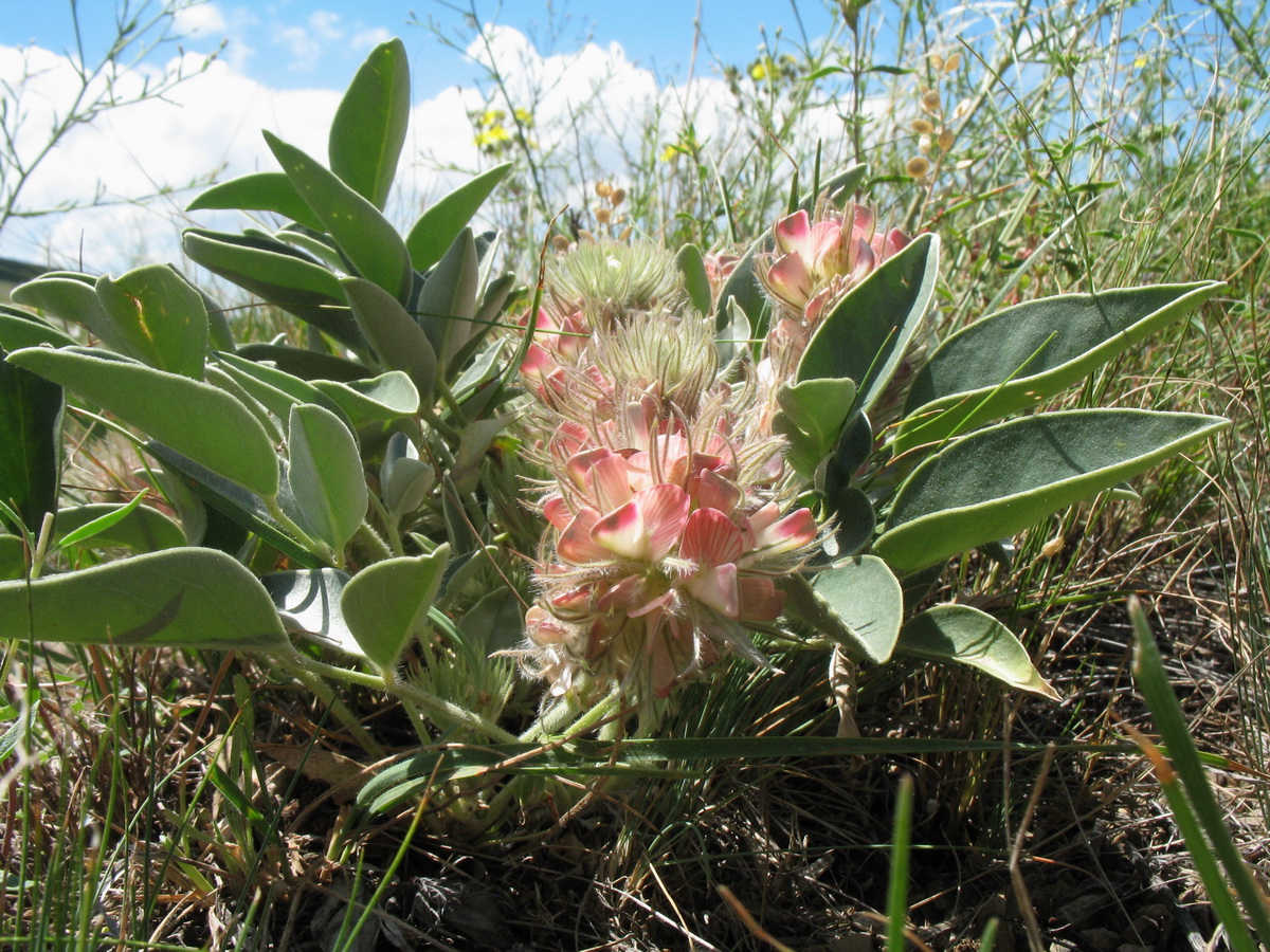 Изображение особи Hedysarum acutifolium.