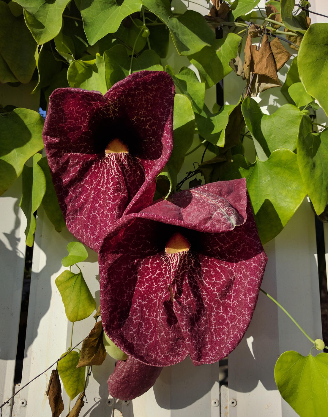 Image of Aristolochia gigantea specimen.