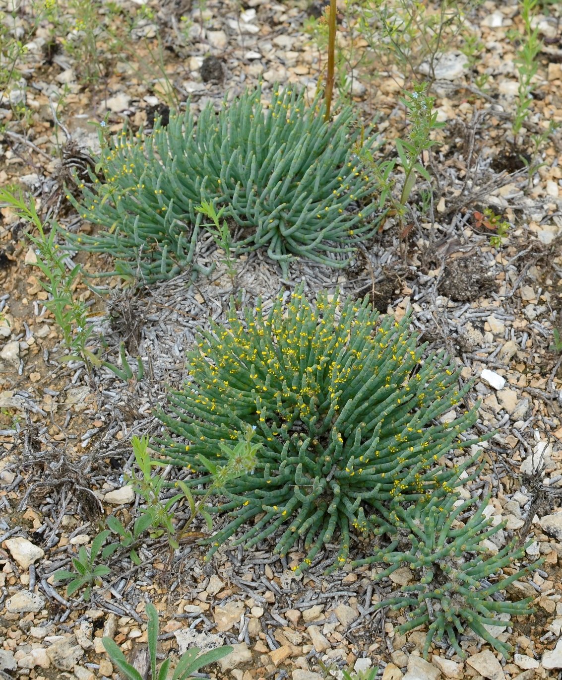 Изображение особи Anabasis cretacea.