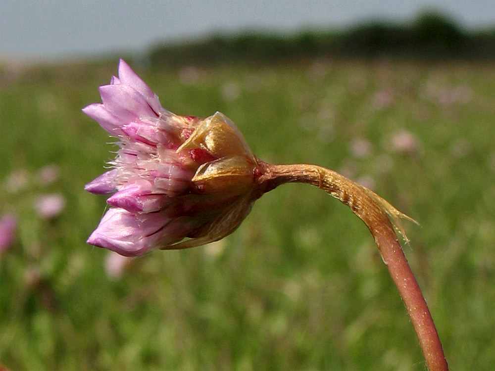 Image of Armeria maritima specimen.