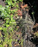 Poa botryoides