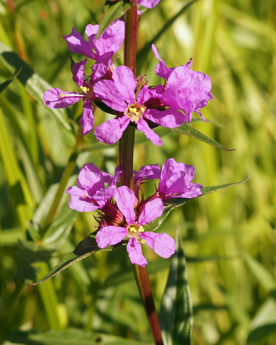 Изображение особи Lythrum salicaria.