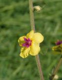 Verbascum marschallianum. Часть побега с цветком и бутоном. Украина, Запорожский р-н, Дурная балка, разнотравная степь. 07.06.2016.