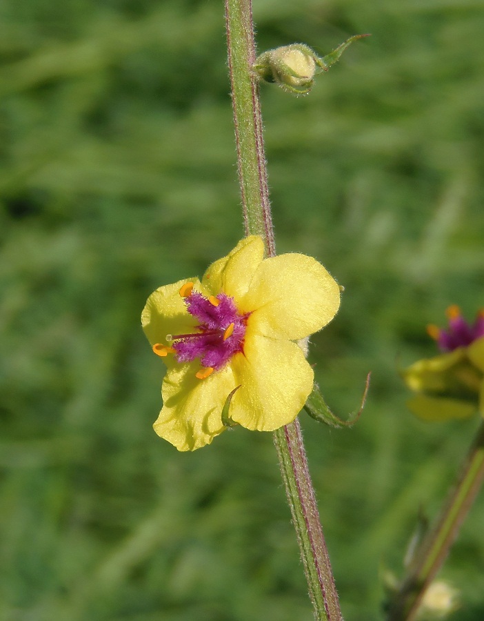 Image of Verbascum marschallianum specimen.