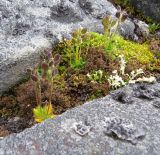 Draba pauciflora. Плодоносящие растения. Красноярский край, п-ов Таймыр, горы Бырранга, подножие горы Заячья, курумник. 17.08.2014.