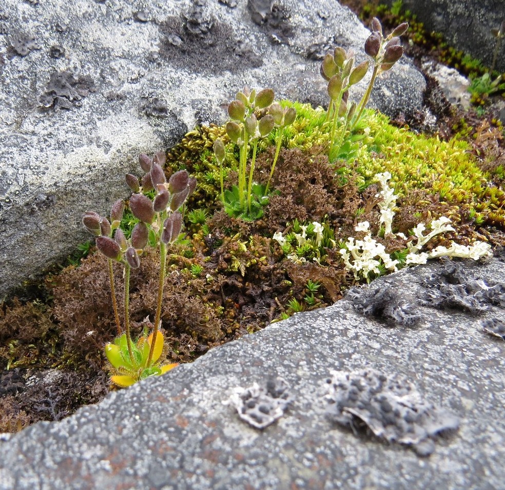 Изображение особи Draba pauciflora.