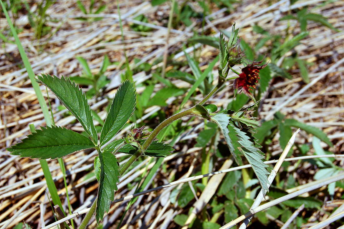 Изображение особи Comarum palustre.