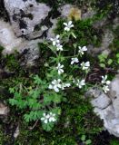 Saxifraga irrigua. Цветущее растение. Крым, гора Чатырдаг (нижнее плато), каменистый склон у входа в пещеру Холодная. 05.06.2016.