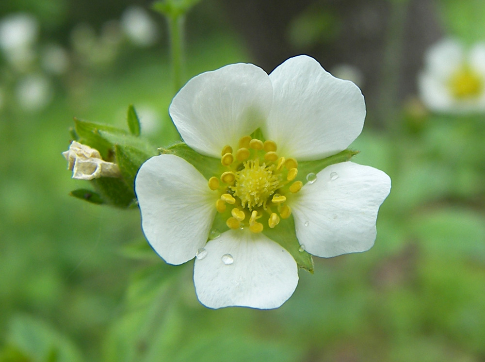 Image of Potentilla rupestris specimen.