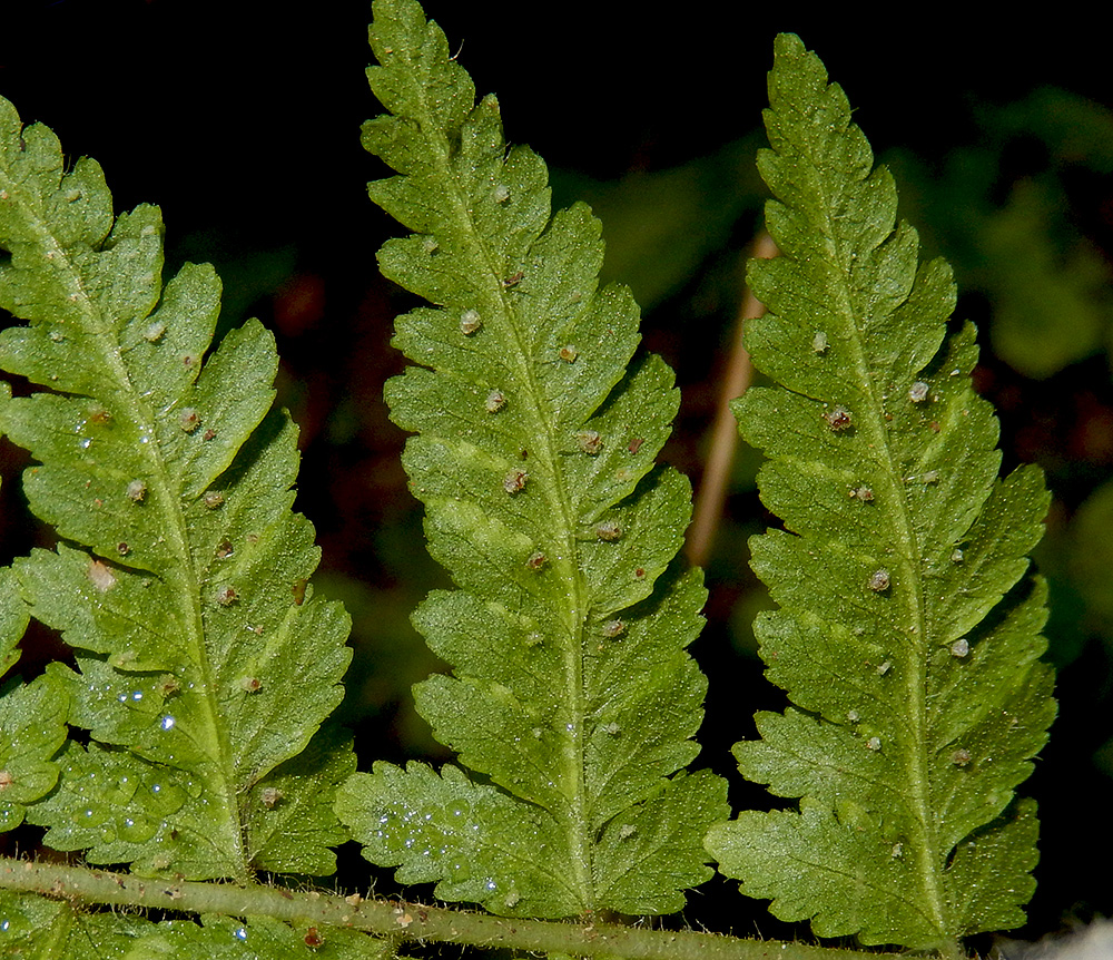 Image of Woodsia caucasica specimen.