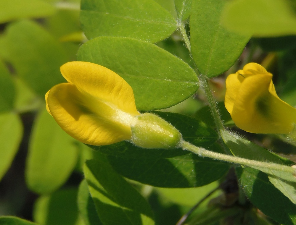 Image of Caragana arborescens specimen.