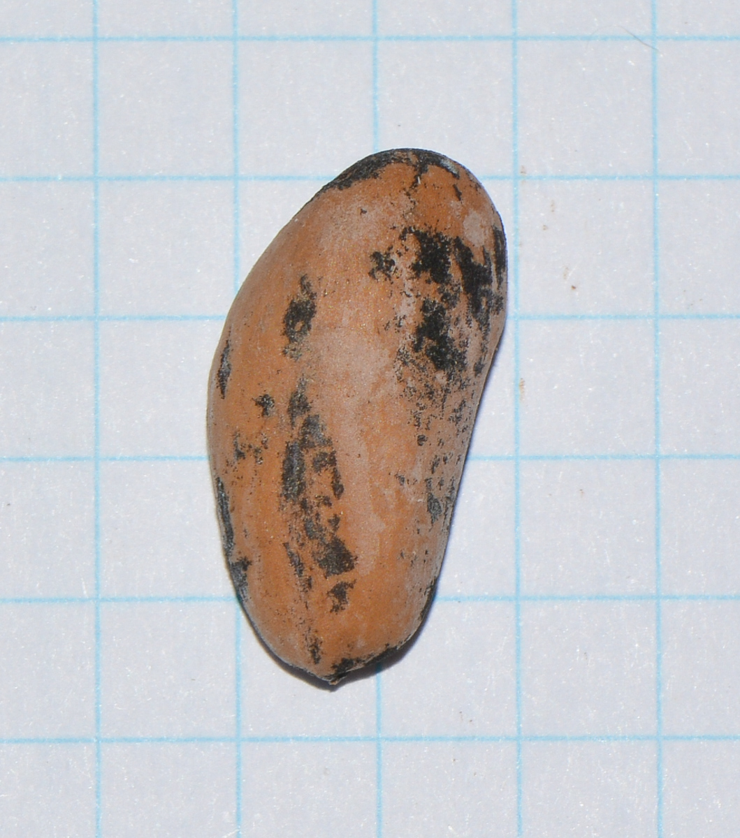 Image of Pinus pinea specimen.