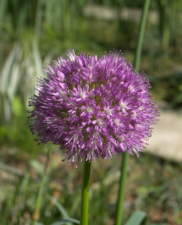 Изображение особи Allium macleanii.