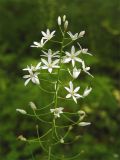 Ornithogalum arcuatum