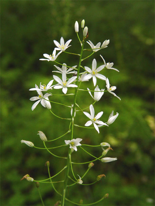 Изображение особи Ornithogalum arcuatum.