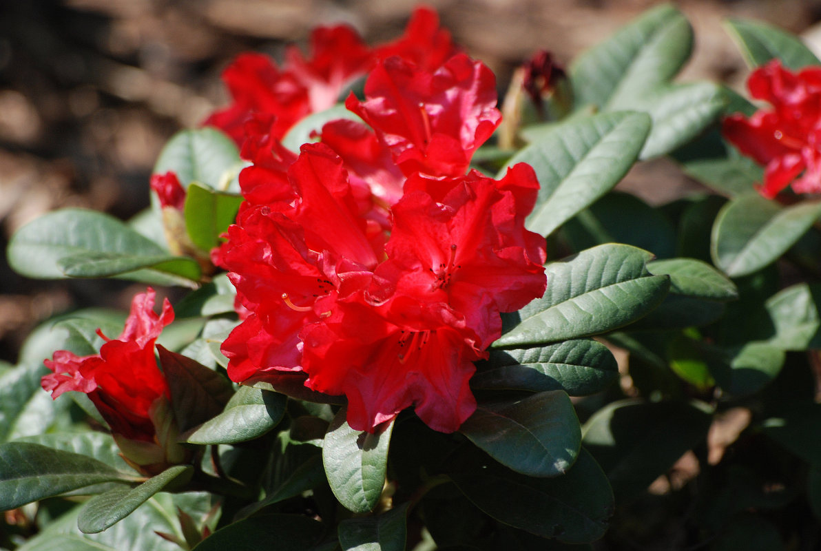 Изображение особи Rhododendron forrestii.