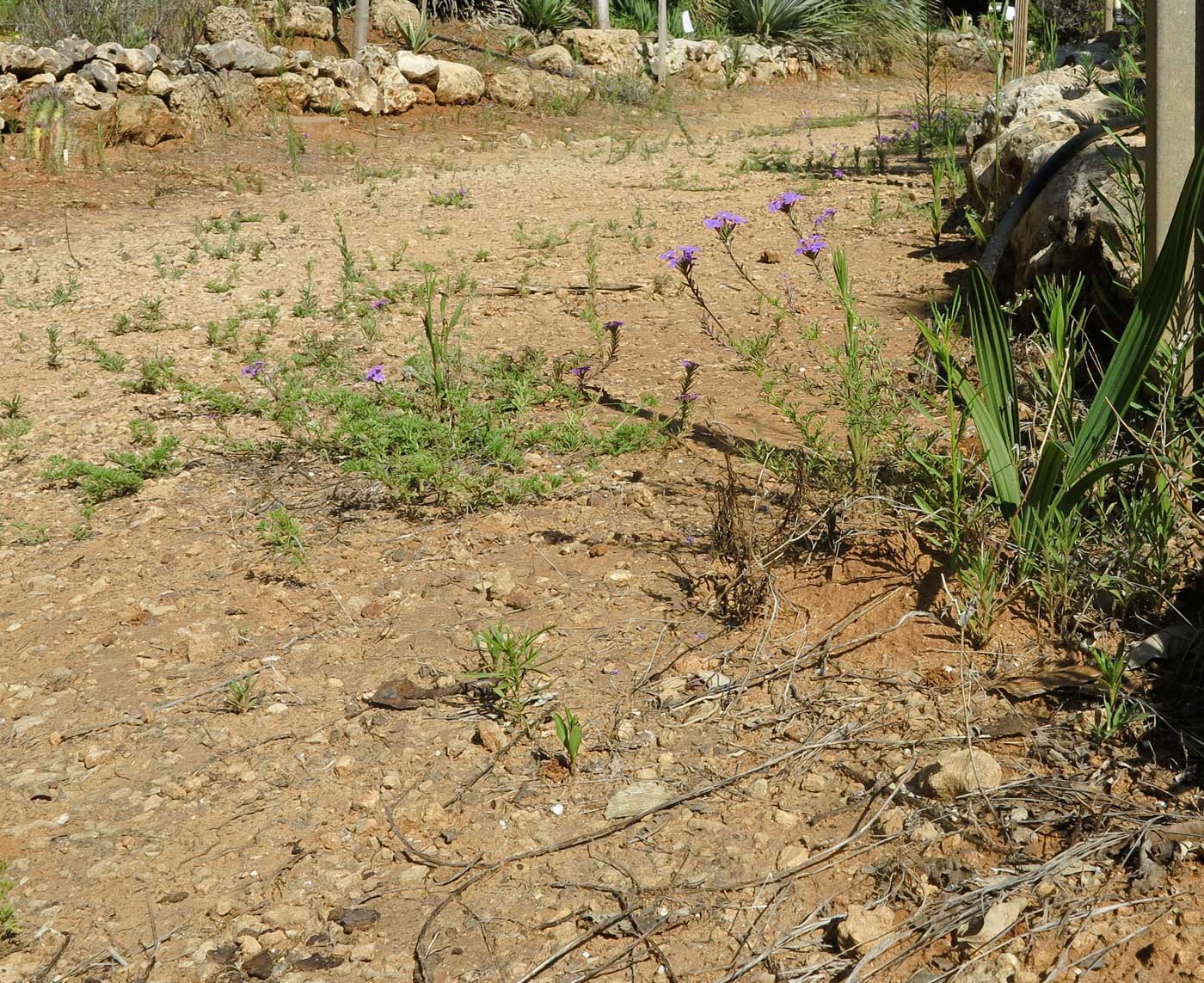 Изображение особи Glandularia pulchella.