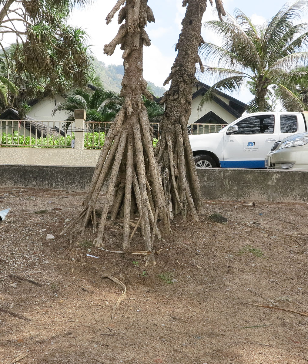 Изображение особи Pandanus tectorius.