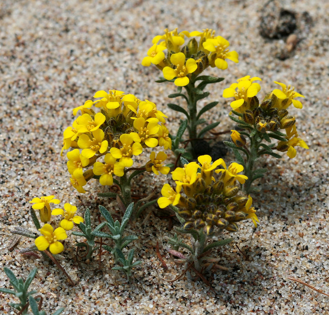 Изображение особи Alyssum lenense.