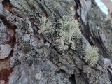 genus Usnea