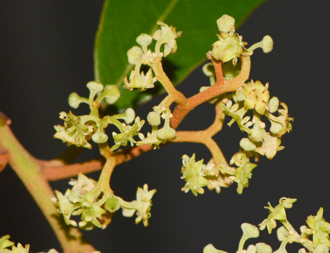 Image of Alphitonia excelsa specimen.