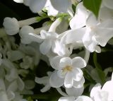 Syringa vulgaris. Часть соцветия (одичавший культивар). Ростовская обл., окр. г. Азов. 07.05.2017.