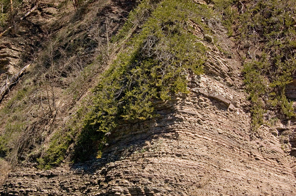 Image of Juniperus sabina specimen.