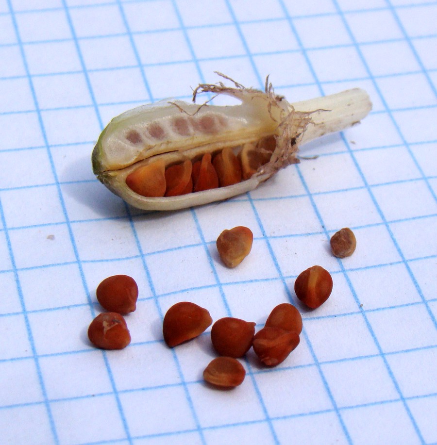 Image of Crocus speciosus specimen.