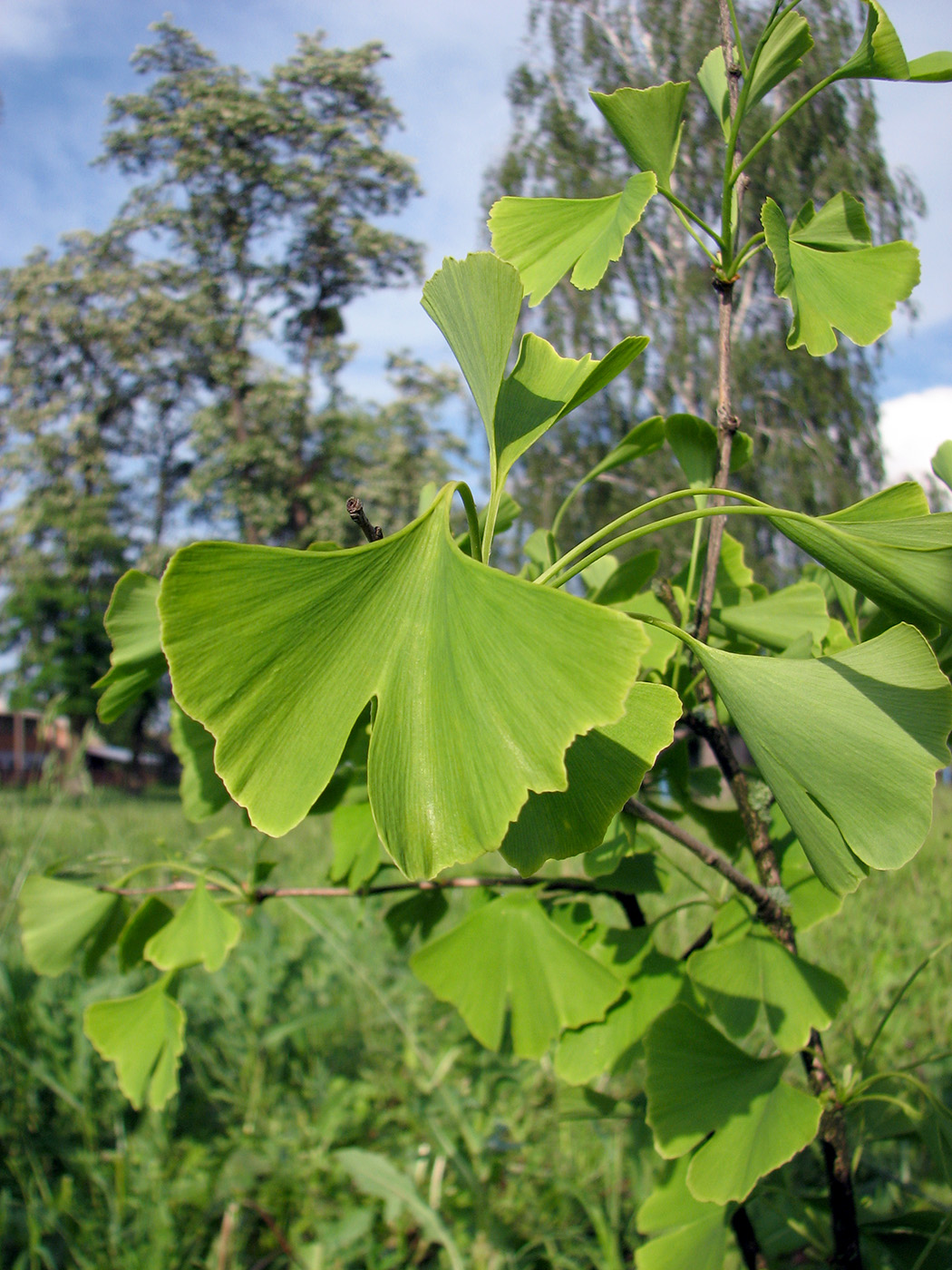 Изображение особи Ginkgo biloba.