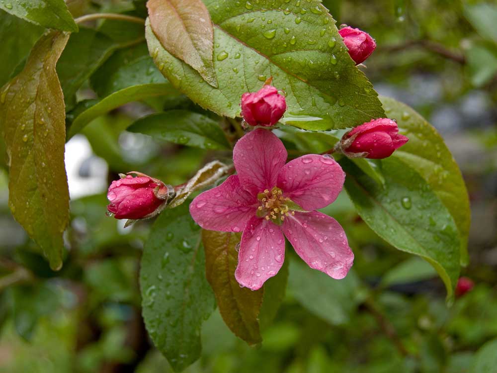 Image of Malus &times; purpurea specimen.