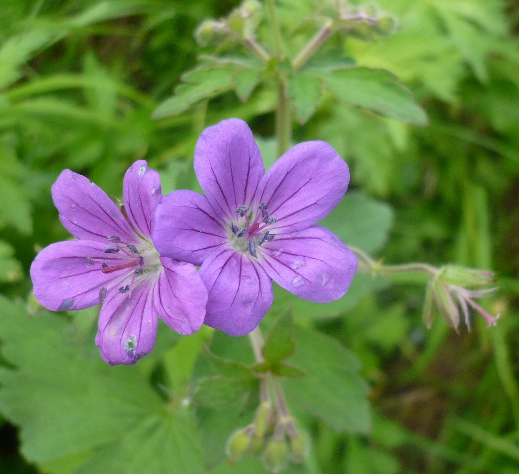Изображение особи Geranium sylvaticum.