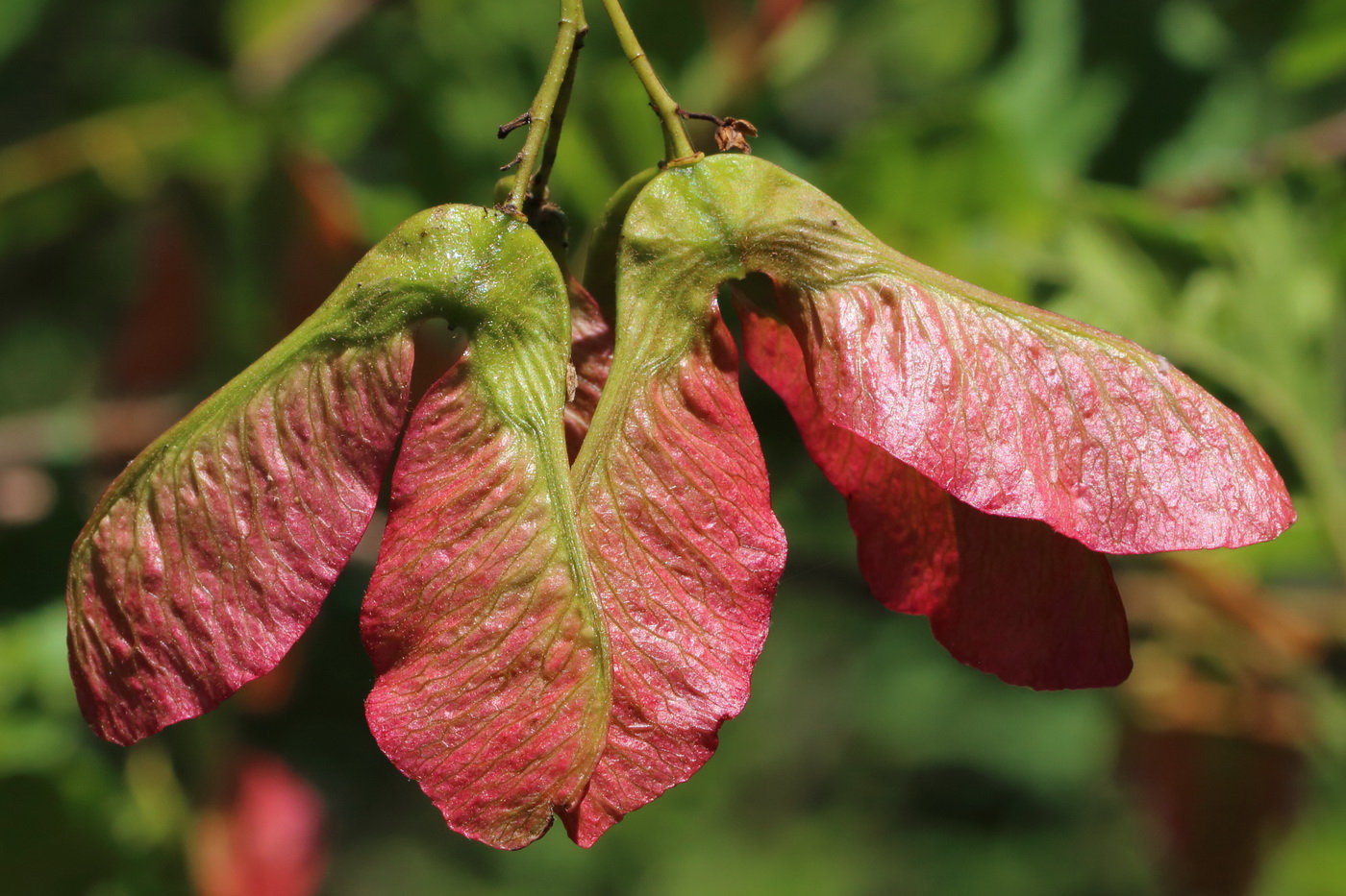 Image of Acer tataricum specimen.