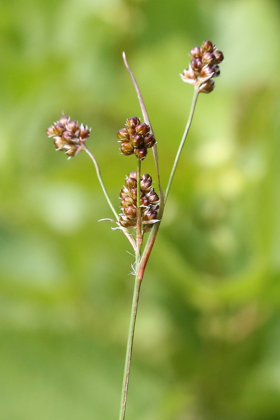 Изображение особи Luzula multiflora.