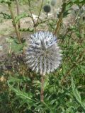 Echinops sphaerocephalus