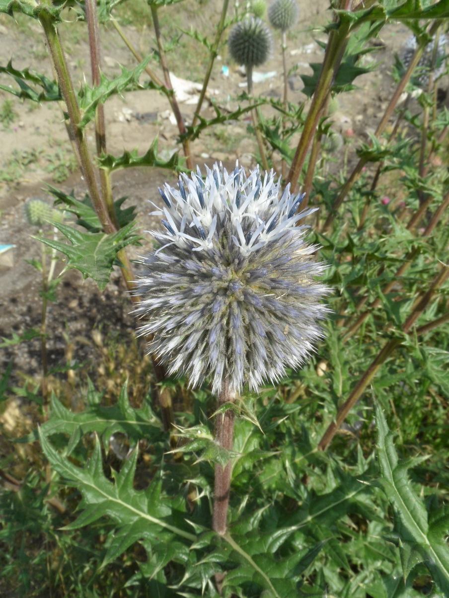 Image of Echinops sphaerocephalus specimen.